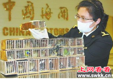 白腰鹊鸲