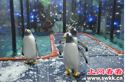 白眉企鹅