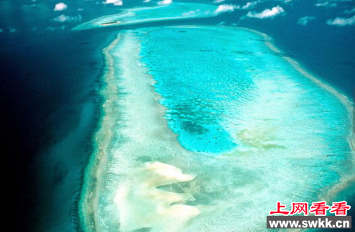 世界上最大的珊瑚