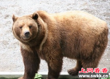 世界上最大的食肉动物