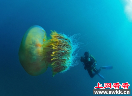 世界上最大的水母