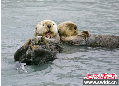 海獭