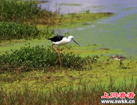黑翅长脚鹬
