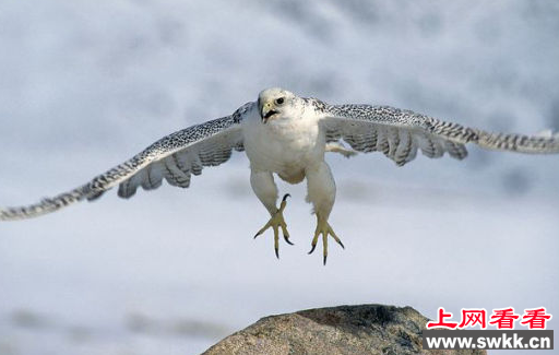 海东青