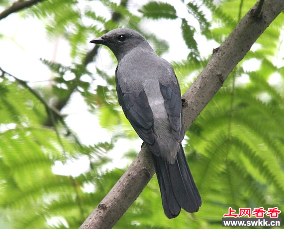 暗灰鹃鵙