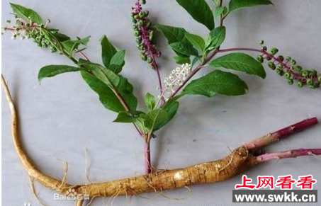商陆