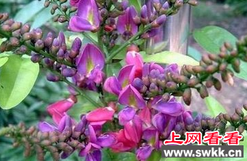 密花豆