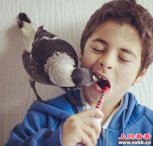 澳萌宠喜鹊与主人同吃同住同睡