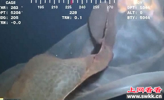 胎盘水母