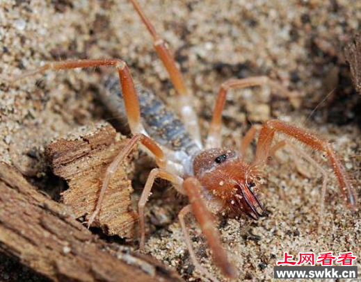 巨骆驼蜘蛛