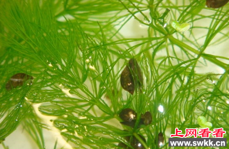 金鱼藻