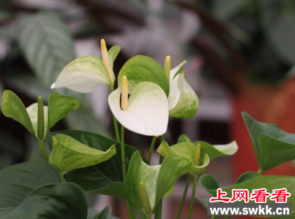 白掌
