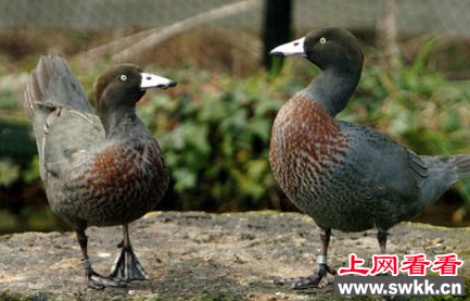 山蓝鸭