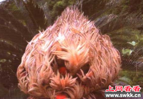 苏铁精子