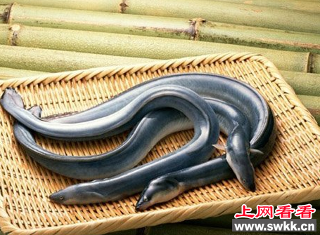 欧洲鳗鲡