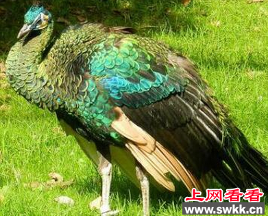 绿孔雀