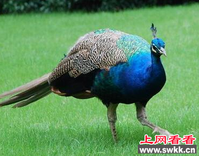 蓝孔雀