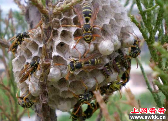 胡蜂