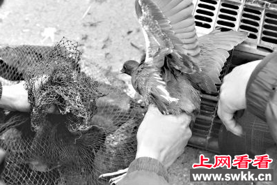 三人因夜捕黑水鸡被警方逮捕