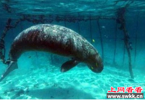 海牛