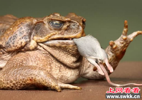 甘蔗蟾蜍