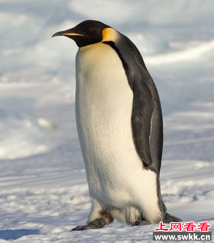 帝企鹅