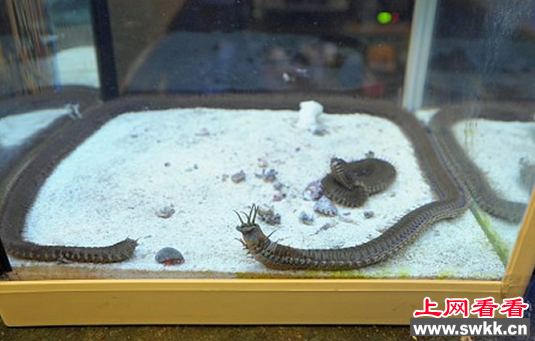 博比特虫