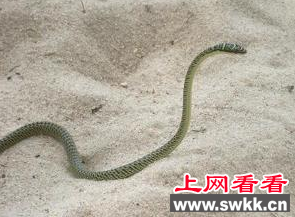玻璃蛇