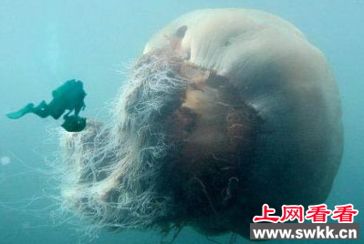 北极霞水母