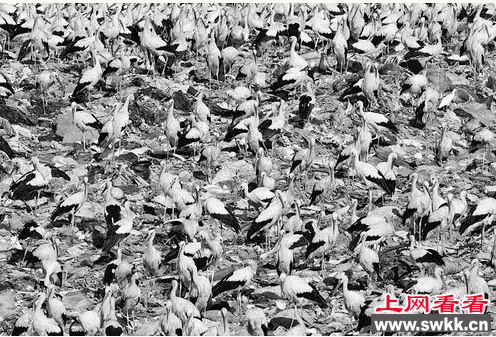 人类的垃圾让白鹳不再迁徙