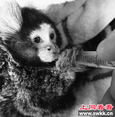 普通狨猴