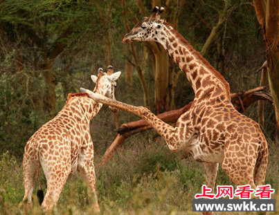 南非长颈鹿