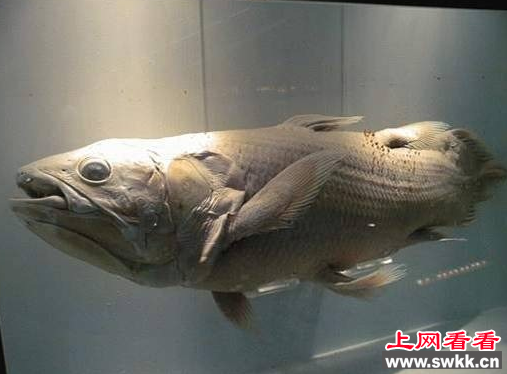 矛尾鱼