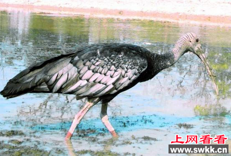 巨鹮