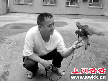 长春一男子竟把红隼当宠物养