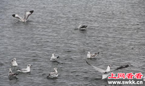 斑头鸭在青海湖上尽情嬉戏
