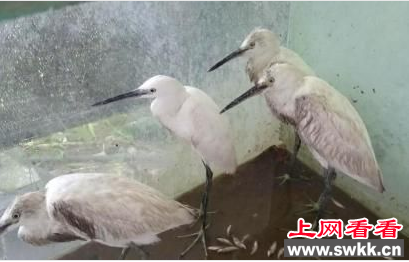 白鹭竟成农家乐招牌菜
