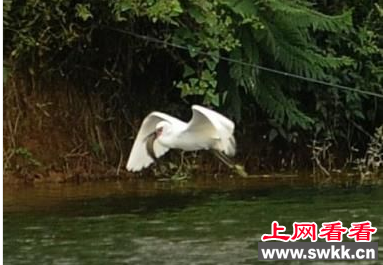白鹭竟成农家乐招牌菜