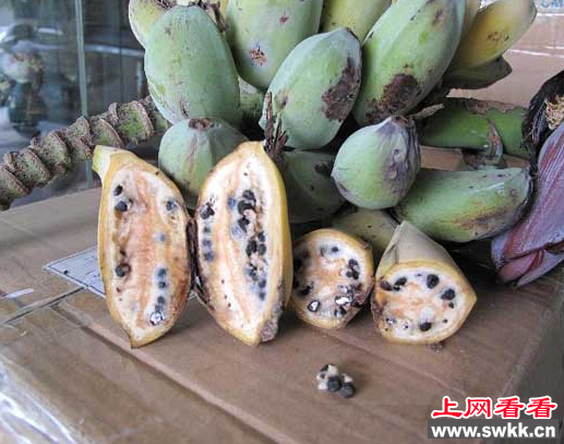 台湾野蕉