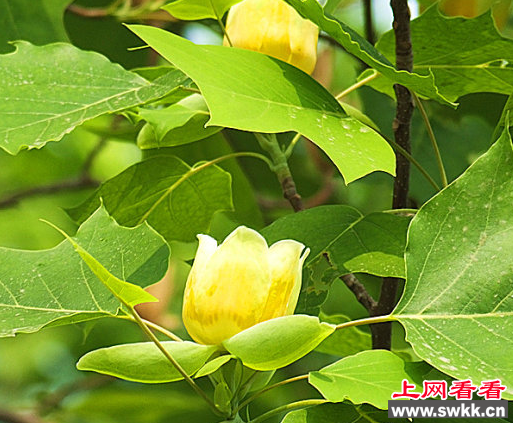 鹅掌楸