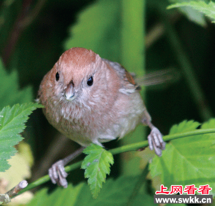 棕头鸦雀