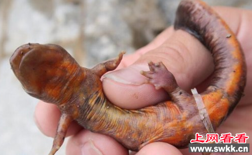 “火龙”惊现广西湘江边 真身竟是蝾螈