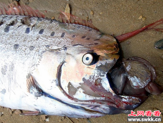桨鱼
