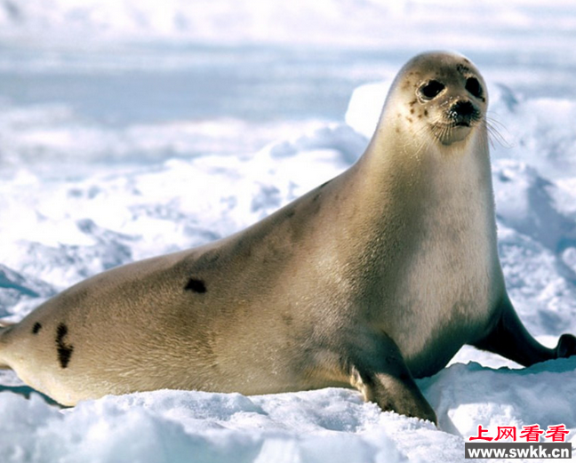 格陵兰海豹