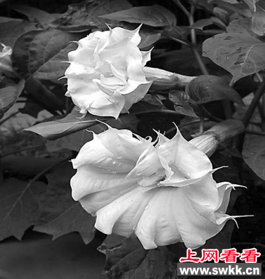 曼陀罗