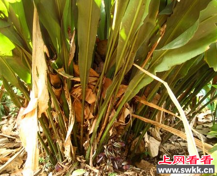 兰花蕉