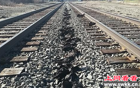 美国数百乌鸦铁路上集体死亡 尸体排成队