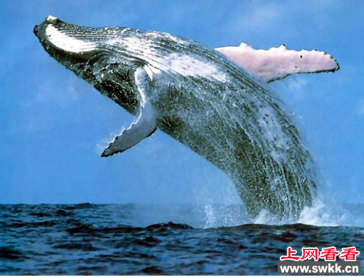 南露脊鲸