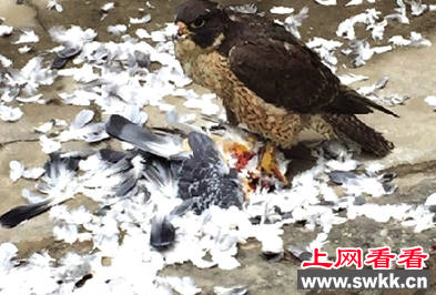 猎隼捕杀鸽子：利爪踩脖子撕咬