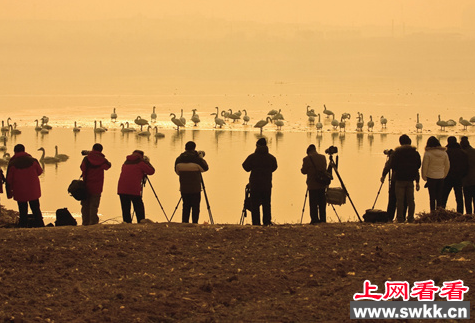 庐山市沙湖山又到最佳观鸟季